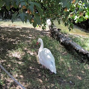 South America-Coscoroba Swan