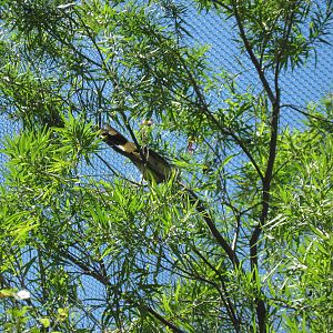 South America-Guira Cuckoo