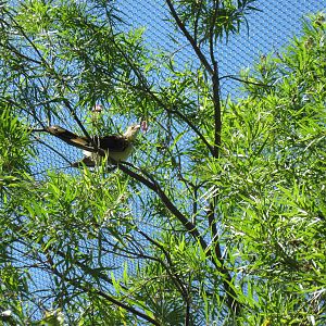 South America-Guira Cuckoo