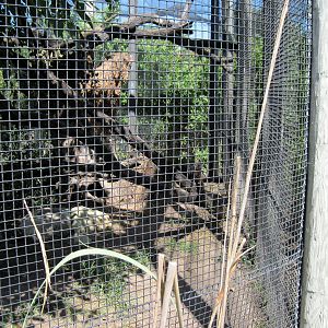 South America-jaguar Exhibit