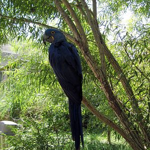 South America-Hyacinth Macaw