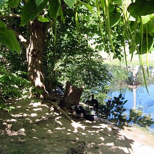 South America-Puna Ibises