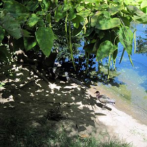 South America-Puna Ibises