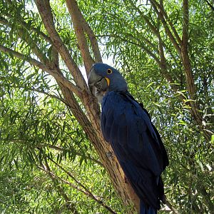South America-Hyacinth Macaw