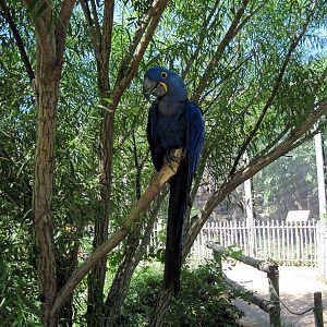 South America-Hyacinth Macaw