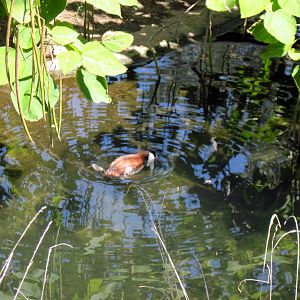 South America-North American Ruddy Duck