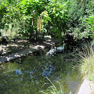 South America-Coscoroba Swans