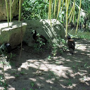 South America-White-faced Whistling Ducks