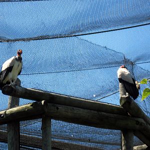 South America-King Vultures