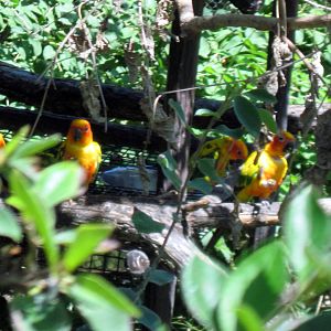 South America-Sun Conures