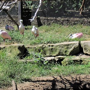 South America-Roseatte Spoonbills