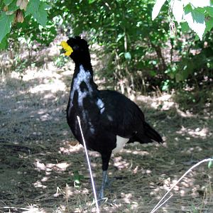 South America-Yellow-knobbed Cussarow
