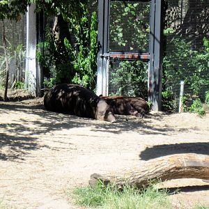 South America-Baird's Tapirs
