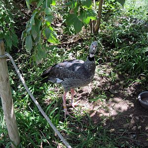 South America-Crested Screamer