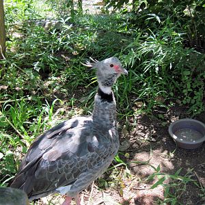 South America-Crested Screamer