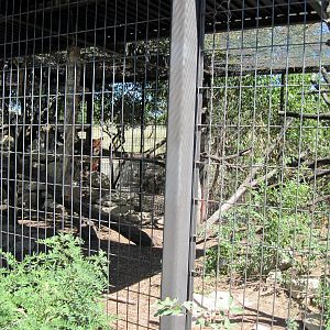 South America-Giant Anteater Exhibit