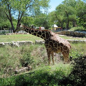 African Veldt-Reticulated Giraffe