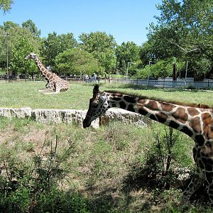 African Veldt-Reticulated Giraffes