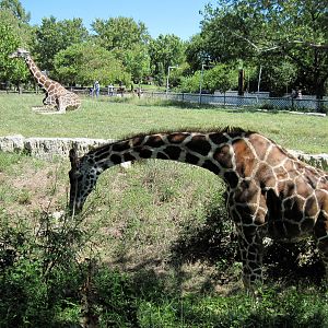 African Veldt-Reticulated Giraffes