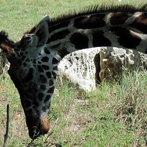 African Veldt-Reticulated Giraffe