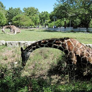 African Veldt-Reticulated Giraffe