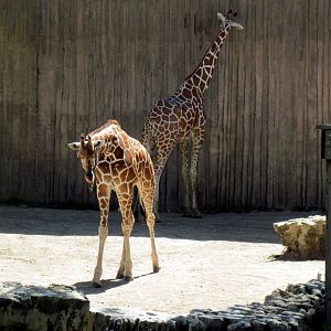 African Veldt-Reticulated Giraffes