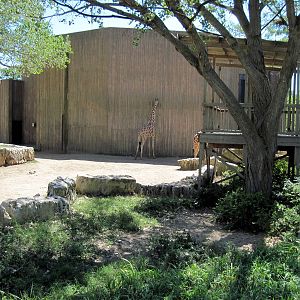 African Veldt-Reticulated Giraffe Exhibit