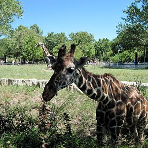 African Veldt-Reticulated Giraffe