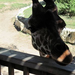 African Veldt-Reticulated Giraffe