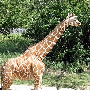 African Veldt-Reticulated Giraffe