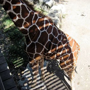 African Veldt-Reticulated Giraffe