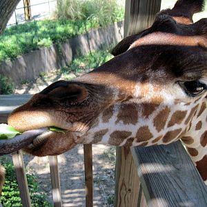 African Veldt-Reticulated Giraffe