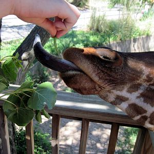 African Veldt-Reticulated Giraffe