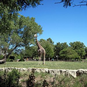 African Veldt-Reticulated Giraffe