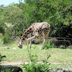 African Veldt-Reticulated Giraffe