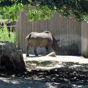 African Veldt-Black Rhino