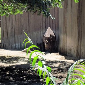 African Veldt-Black Rhino