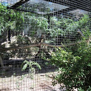 African Veldt-Caracal Exhibit