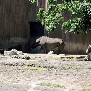 African Veldt-Black Rhino