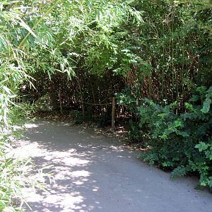 Orangutan and Chimpanzee Habitat-Path
