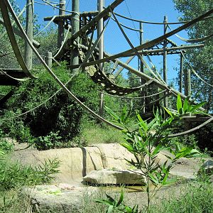 Orangutan and Chimpanzee Habitat-Orangutan Exhibit