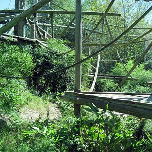 Orangutan and Chimpanzee Habitat-Orangutan Exhibit