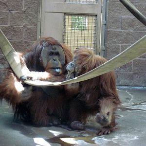 Orangutan and Chimpanzee Habitat-Bornean Orangutans