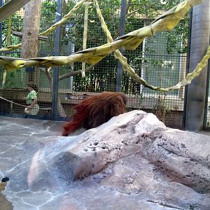 Orangutan and Chimpanzee Habitat-Bornean Orangutan