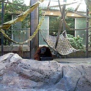 Orangutan and Chimpanzee Habitat-Bornean Orangutan