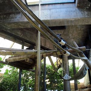 Orangutan and Chimpanzee Habitat-Chimpanzee