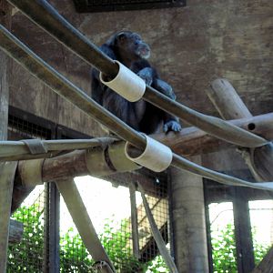 Orangutan and Chimpanzee Habitat-Chimpanzee