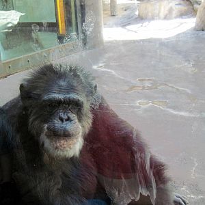 Orangutan and Chimpanzee Habitat-Chimpanzee