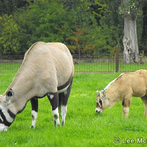 Gemsbok with new calf