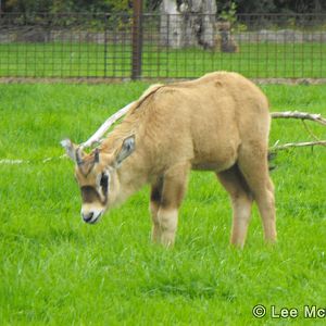 Latest Gembsbok Calf 5th September 2010